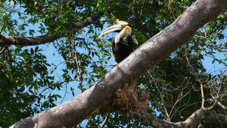 Thront-Auf-Einem-Ast,-Der-Nach-Links-Schaut-Und-Dann-Wegfliegt,-Großer-Scheckenhornvogel-Buceros-Bicornis,-Khao-Yai-Nationalpark,-Thailand