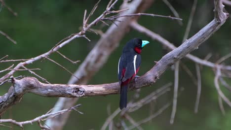 Scratching-its-head-with-its-left-foot-then-looks-to-the-right-as-seen-from-its-back,-Black-and-red-Broadbill,-Cymbirhynchus-macrorhynchos,-Kaeng-Krachan-National-Park,-Thailand