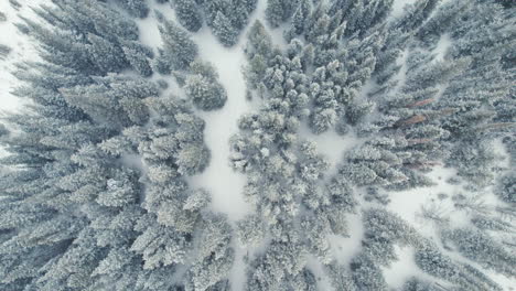 Top-Down-Drone-Aerial-View-Flying-Above-Man-Splitboarding-Alone-Through-Snow-Covered-Rocky-Mountains-Alpine-Forest-Pine-Trees-With-Snowfall