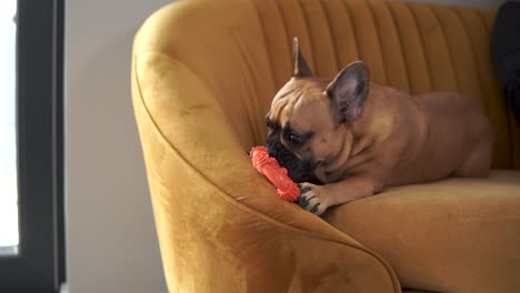 Close-up-shot-of-French-Bulldog-on-couch-playing-with-toy-at-home,4k