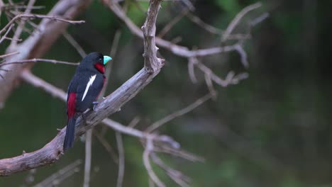 Seen-from-its-side-looking-towards-the-right-and-around,-Black-and-red-Broadbill,-Cymbirhynchus-macrorhynchos,-Kaeng-Krachan-National-Park,-Thailand