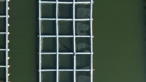 Fish-farmer-throwing-food-pallets-into-square-cages-filled-with-freshwater-fish,-pisciculture