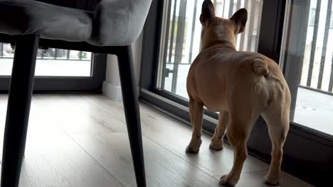Französische-Bulldogge,-Die-Durch-Die-Glasschiebetür-Im-Haus-Schaut
