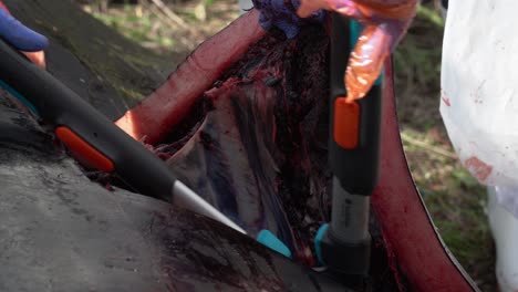 Close-up-of-using-bolt-cutters-during-an-autopsy-of-a-washed-up-whale-carcass