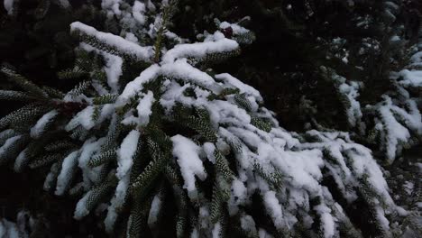 Snow-covering-boughs-of-evergreen-tree-needles,-Closeup-Circle-Pan
