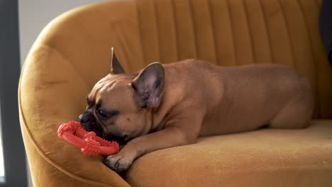 Liebenswerte-Französische-Bulldogge,-Die-Zu-Hause-Ein-Spielzeug-Auf-Einer-Couch-Beißt