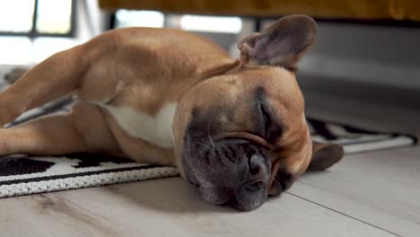 Adorable-French-Bulldog-Sleeping-On-Wooden-Floor-During-Daytime