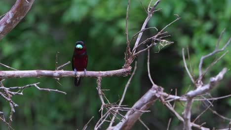 Perched-on-a-horizontal-branch-while-calling-during-the-afternoon,-Black-and-red-Broadbill,-Cymbirhynchus-macrorhynchos,-Kaeng-Krachan-National-Park,-Thailand