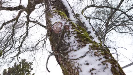 Thick-Snow-on-Trunk-of-Tree,-Close-Tilt-Up