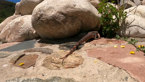 Close-up-of-Red-Tegu-Lizard-crawling-and-hiding-between-rocks-during-hot-summer-day-in-nature