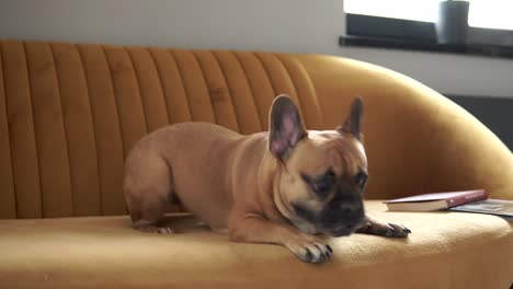 Wütende-Französische-Bulldogge,-Die-Zu-Hause-Auf-Einer-Couch-Bellt