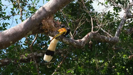 Seen-poking-its-bill-in-the-fern-growing-under-the-branch-for-something-special-to-eat,-Great-Pied-Hornbill-Buceros-bicornis,-Khao-Yai-National-Park,-Thailand