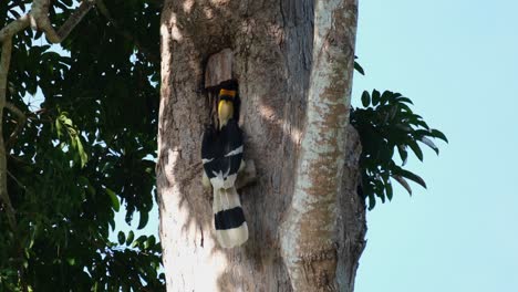 Head-deep-in-the-burrow-feeding-the-female-inside-then-flies-to-the-left-to-perch-on-a-branch,-Great-Pied-Hornbill-Buceros-bicornis,-Khao-Yai-National-Park,-Thailand