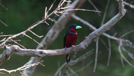 Facing-right-curiously-looking-to-its-back-while-perched-on-a-branch-over-the-lake,-Black-and-red-Broadbill,-Cymbirhynchus-macrorhynchos,-Kaeng-Krachan-National-Park,-Thailand