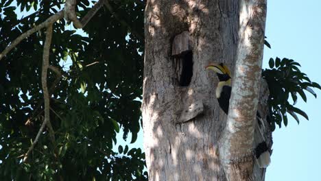 Seen-perch-on-a-big-branch-just-outside-of-its-nest-while-looking-around,-Great-Pied-Hornbill-Buceros-bicornis,-Khao-Yai-National-Park,-Thailand