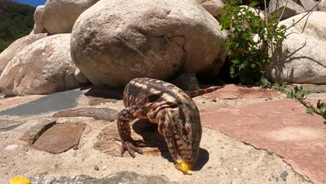 Close-up-shot-of-wild-Red-Tegu-Lizard-eating-fruit-and-watching-camera-in-sun---Salvator-Rufescens-Species