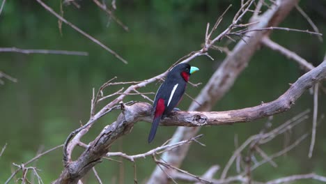 Looking-straight-to-the-camera-and-then-hops-around-showing-its-back-and-then-faces-to-the-right,-Black-and-red-Broadbill,-Cymbirhynchus-macrorhynchos,-Kaeng-Krachan-National-Park,-Thailand