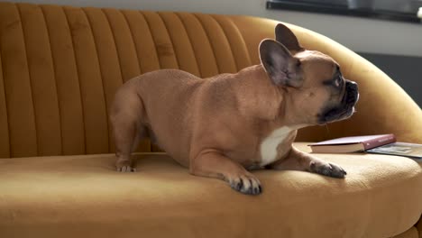 Dog-french-bulldog-plays-with-cushion-on-couch