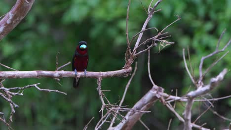 Perched-on-a-horizontal-branch-and-then-flies-towards-the-camera-going-down-to-a-branch,-Black-and-red-Broadbill,-Cymbirhynchus-macrorhynchos,-Kaeng-Krachan-National-Park,-Thailand