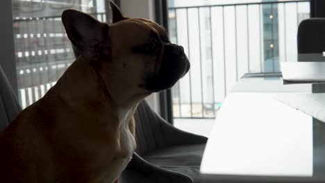Adorable-French-Bulldog-Sitting-On-A-Chair-At-Home