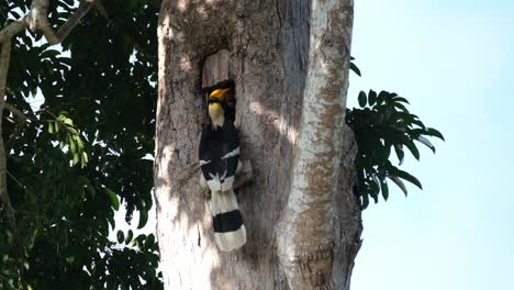 Kopf-Tief-In-Den-Bau-Vergraben,-Während-Er-Das-Weibchen-In-Seinem-Nest-Pflegt,-Großer-Scheckenhornvogel-Buceros-Bicornis,-Khao-Yai-Nationalpark,-Thailand