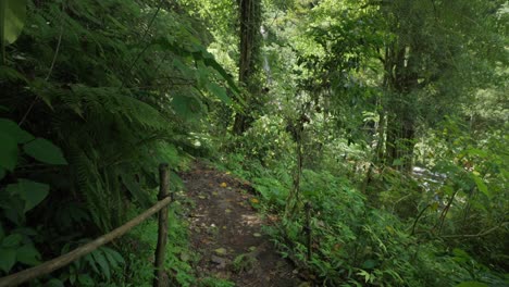 Female-backpacker-hike-on-remote-dirt-trail-through-lush-green-jungle