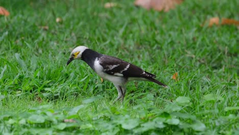 Seen-with-its-bill-dirty-while-poking-into-the-ground-and-shaking-to-clean-a-worm-to-eat,-Black-collared-Starling-Gracupica-nigricollis,-Thailand