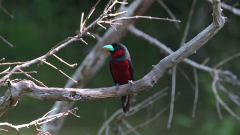 Seen-facing-front-as-it-hops-around-revealing-its-lovely-backside-then-flies-up-to-a-branch,-Black-and-red-Broadbill,-Cymbirhynchus-macrorhynchos,-Kaeng-Krachan-National-Park,-Thailand