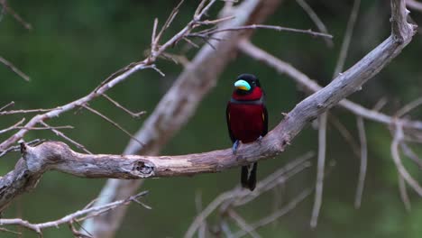 Facing-the-camera-facing-to-the-left-then-to-the-right-as-it-looks-towards-the-camera,-Black-and-red-Broadbill,-Cymbirhynchus-macrorhynchos,-Kaeng-Krachan-National-Park,-Thailand