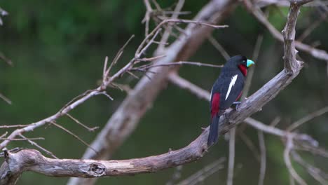 Seen-on-the-right-side-facing-front-and-then-hops-around-to-reveal-its-back,-Black-and-red-Broadbill,-Cymbirhynchus-macrorhynchos,-Kaeng-Krachan-National-Park,-Thailand