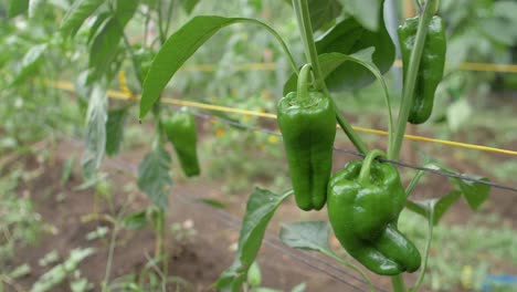 Ripe-green-bell-peppers-in-an-organic-orchard-ready-for-harvesting