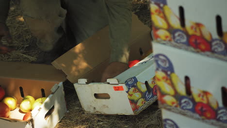 Farmer-selecting-good-and-bad-tomatoes-from-a-cardboard-box