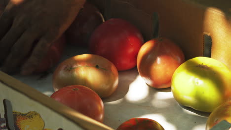 Grandes-Tomates-Frescos-En-Una-Caja-De-Cartón