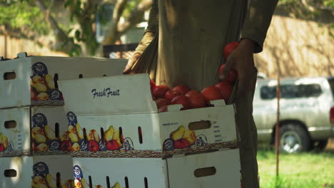 Farmer-putting-tomatos-from-a-harvest-in-a-cardboard-box,-rural-farm