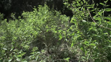 Large-oregano-plantation-in-a-garden---Slow-motion