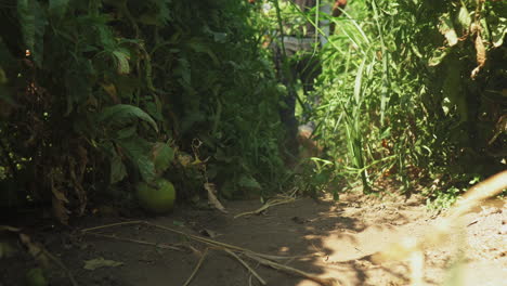 Farmer-pickup-cardboard-boxes-and-walking-between-tomato-plantations