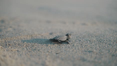 Baby-turtle-hatching-walking-on-the-beach-to-the-ocean-in-Puerto-Escondido,-playa-Bacocho-,-Mexico