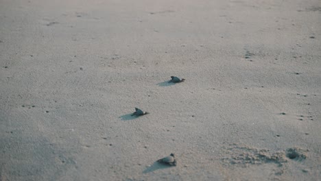 Gruppe-Von-Babyschildkröten,-Die-In-Mexiko,-Puerto-Escondido,-In-Richtung-Des-Ozeans-Schlüpfen