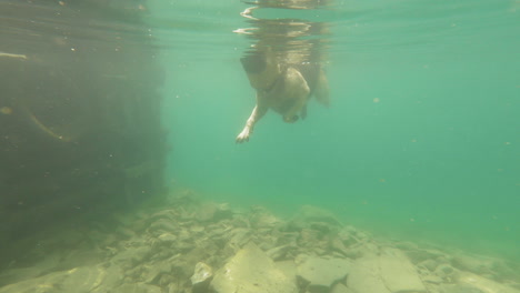 Unterwasser-Nahaufnahme-Eines-Deutschen-Schäferhundes,-Der-Tagsüber-Im-Grünen-Wasser-Des-Montana-Sees-In-Den-Vereinigten-Staaten-Schwimmt