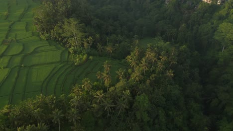 Tropical-idyllic-rice-fields-on-edge-of-lush-green-jungle-valley,-sunrise,-aerial