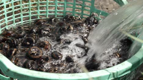 Cleaning-mud-of-water-Chestnut-bulbs,-use-to-making-Sweet-jam