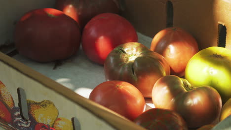 Nicht-So-Gute-Tomaten-Aus-Einer-Kürzlichen-Ernte