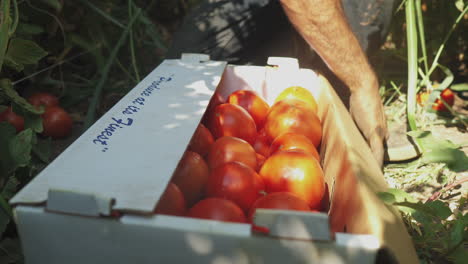 Männlicher-Bauer,-Der-Frische-Tomaten-Auf-Einem-Karton-Erntet