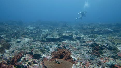 Taucher,-Der-In-Der-Strömung-über-Einem-Korallenriff-Schwimmt