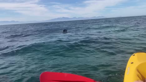 An-amazing-POV-shot-as-an-adventurous-kayaker-witnesses-a-Seal-feeding-on-an-octopus-in-the-middle-of-the-ocean,-Western-Cape,-South-Africa