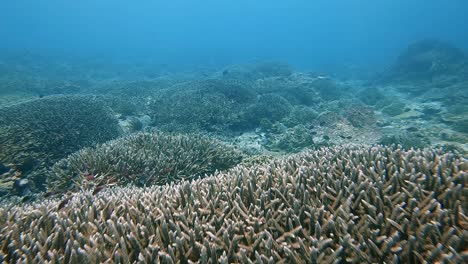 Flotando-Sobre-Un-Arrecife-De-Coral-Con-Muchos-Peces-Pequeños
