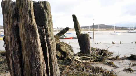 Rotten-derelict-old-pier-wood-debris-on-Conwy-harbour-shoreline