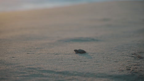 Baby-Meeresschildkröte-Zu-Fuß-Zum-Strand-In-Mexiko