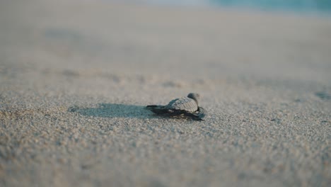 Baby-turtle-hatching-walking-towardse-beach-to-the-ocean-in-Puerto-Escondido,-playa-Bacocho,-Mexico