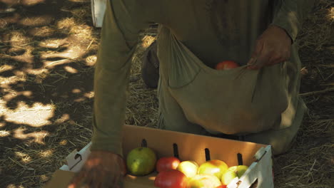 Agricultor-Irreconocible-Poniendo-Tomate-Fresco-En-Una-Caja-De-Cartón